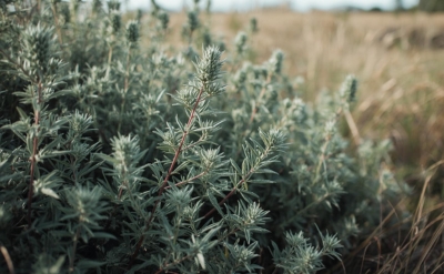 Armoise Essential Oil